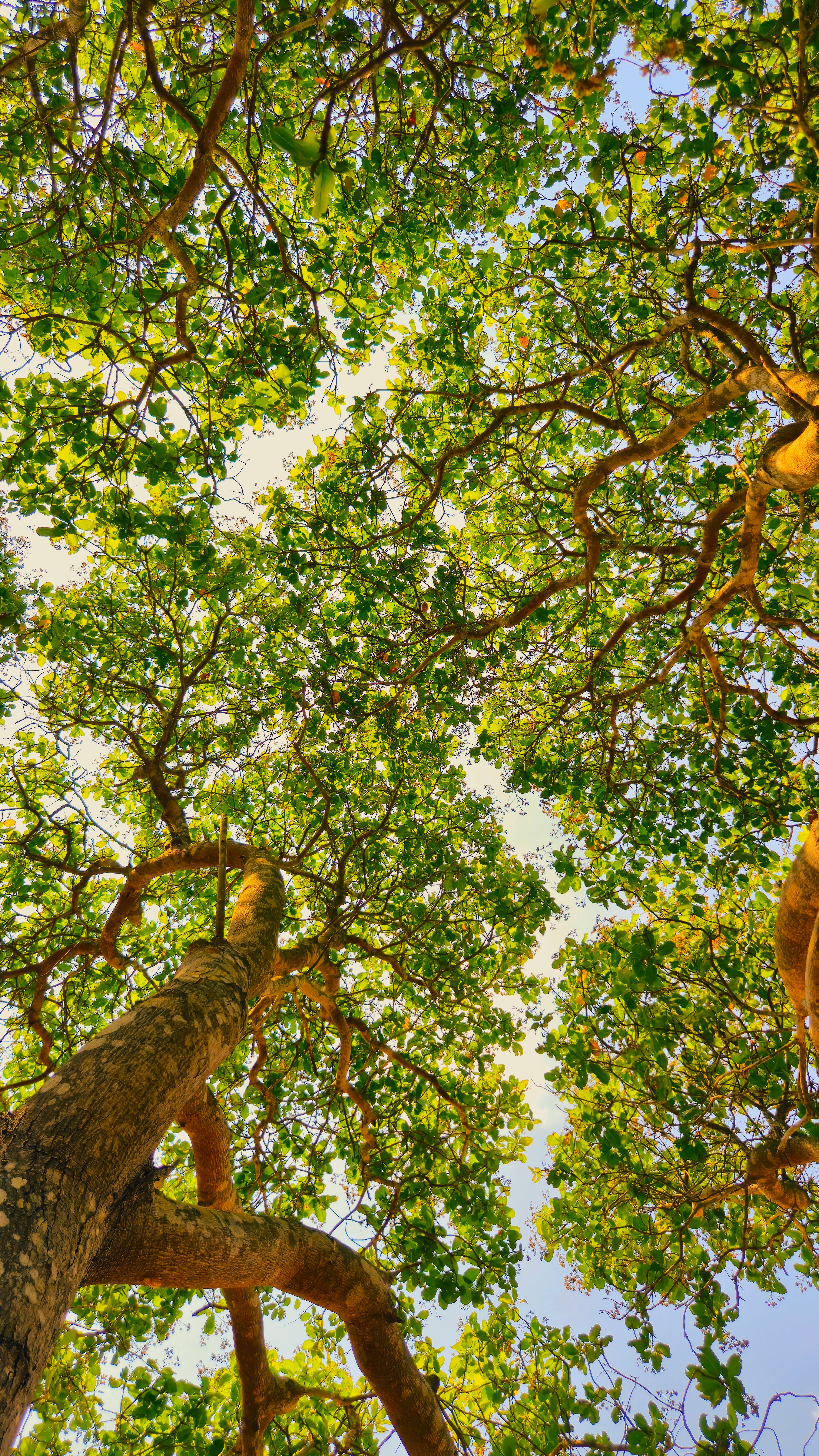Sunlight through a tree canopy